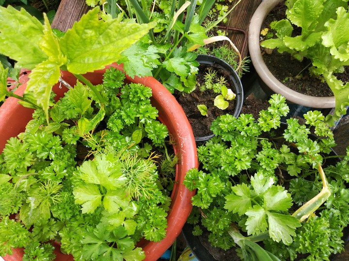 greenery