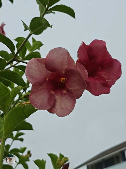 Plant_stem, Perennial_plant, Pedicel