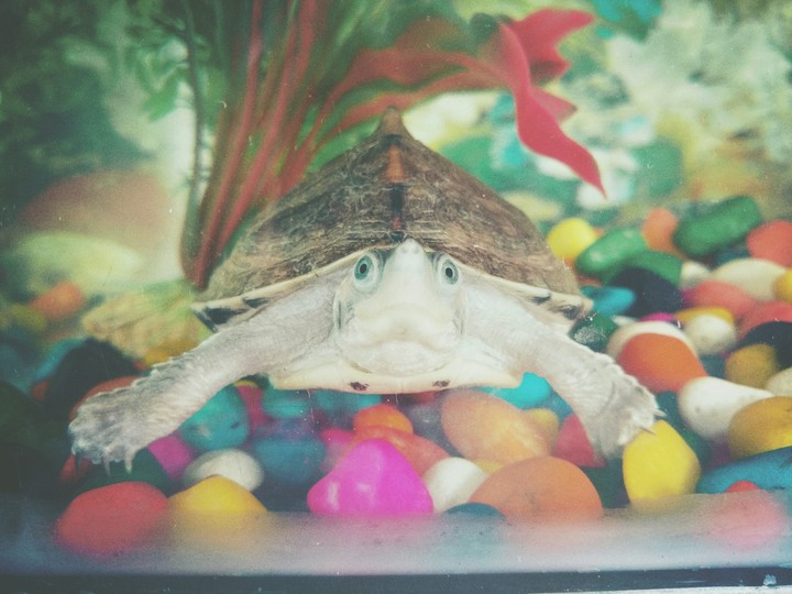 Cutest Baby Turtle