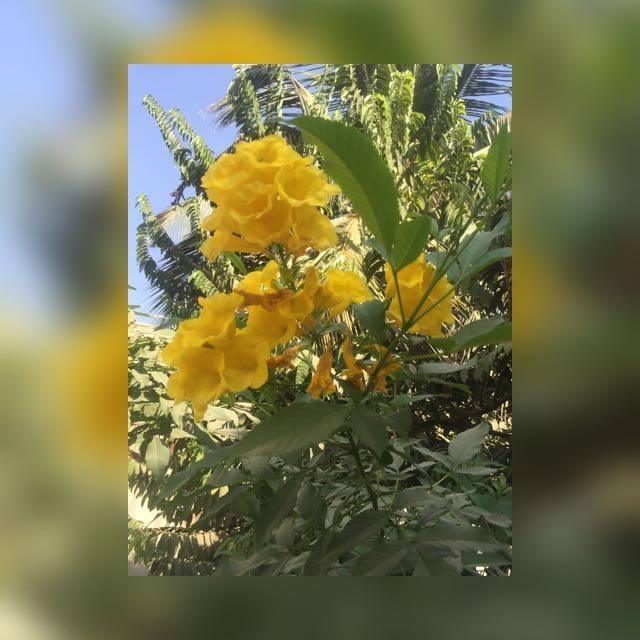 yellow flower
