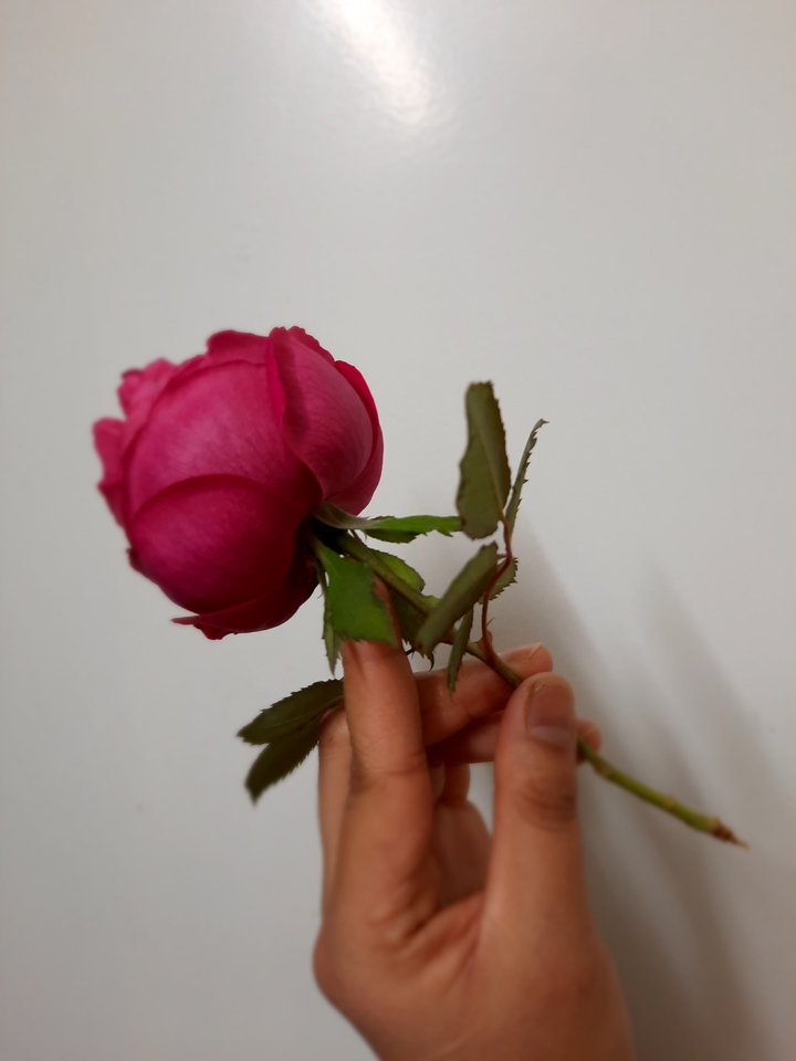 Beauty and the Beast