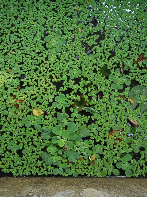 Paayal