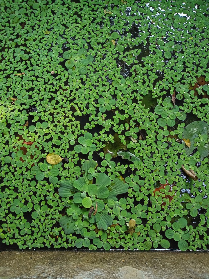 Paayal