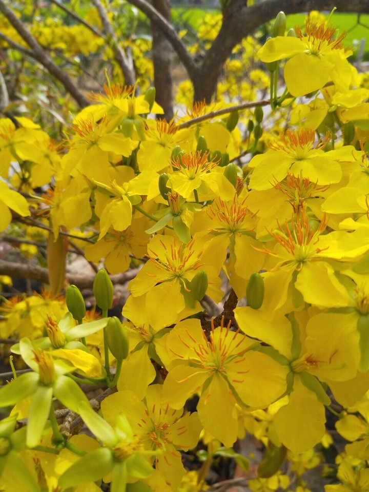 yellow