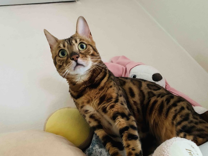 레오