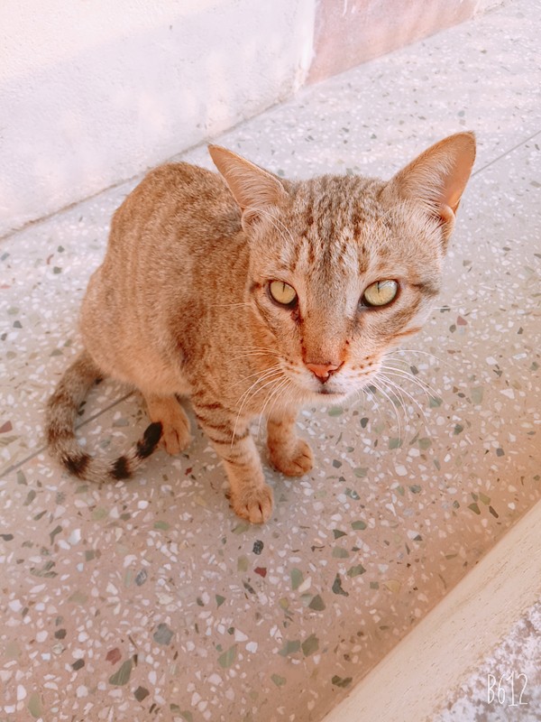 cat