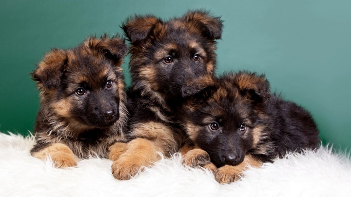 3 German Shepherd,3 немецкие овчарки