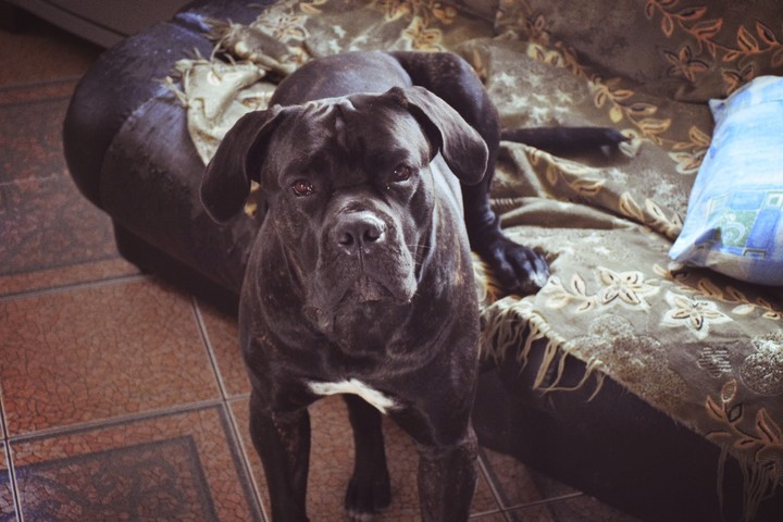 doggy