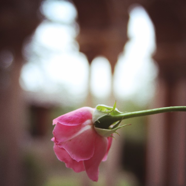 Rose in San Galgano