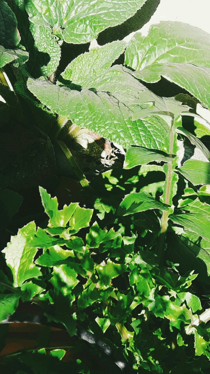 plants