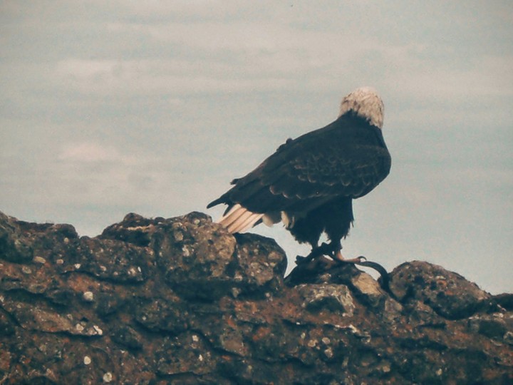 Eagle No.1