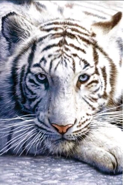 tiger