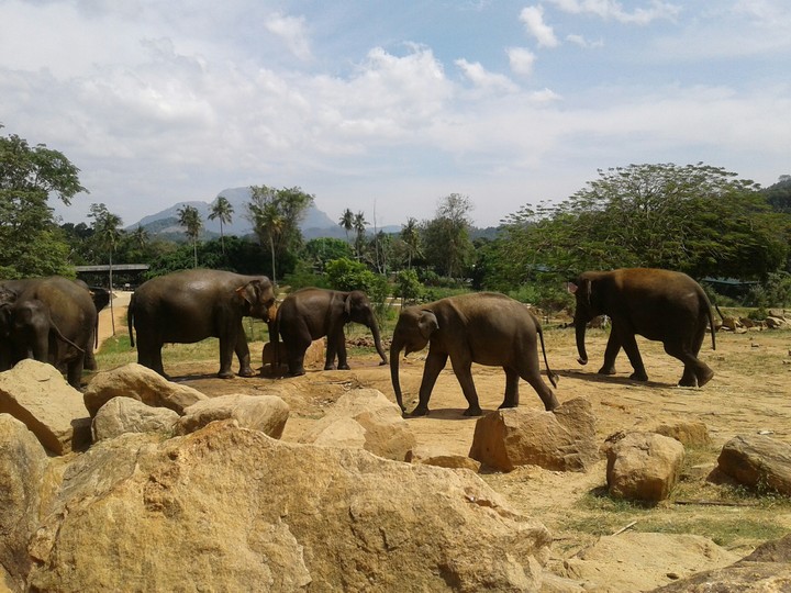 pinnawala elephant orphanage