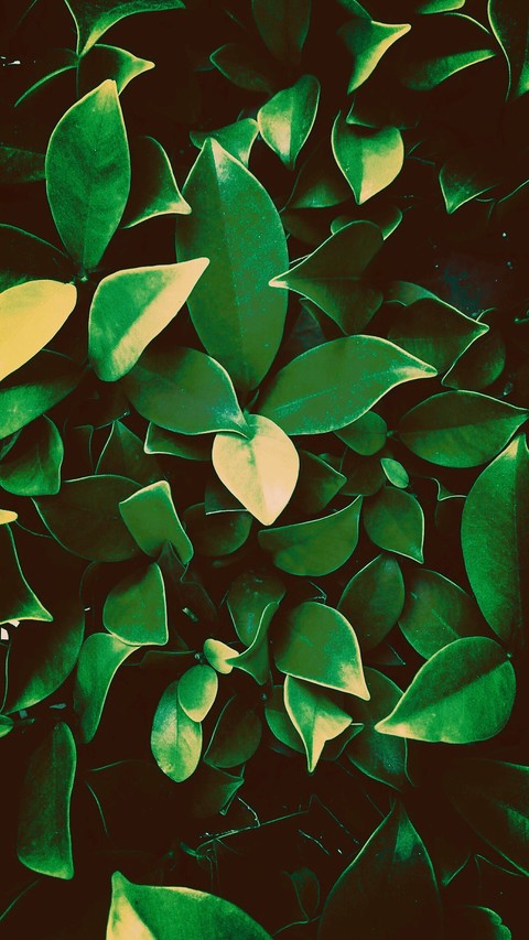 glass, plant壁纸
