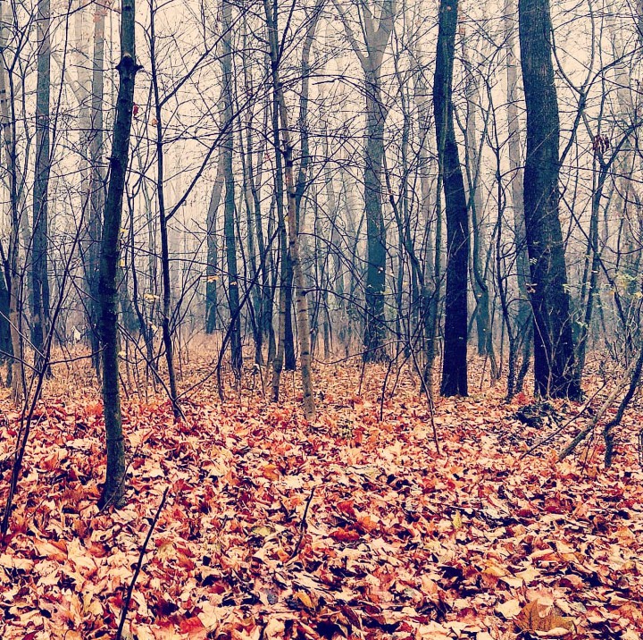 Forest morning