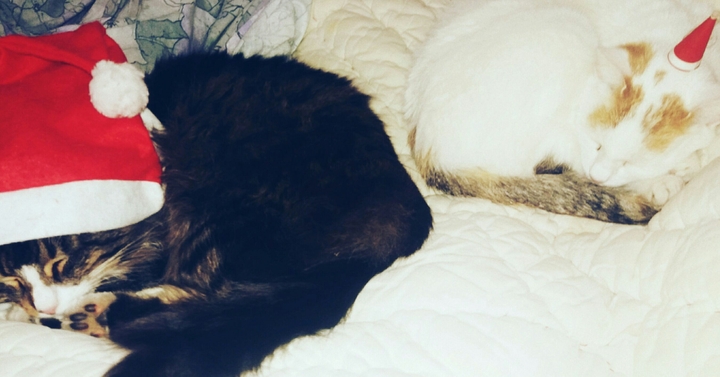 Christmas cats