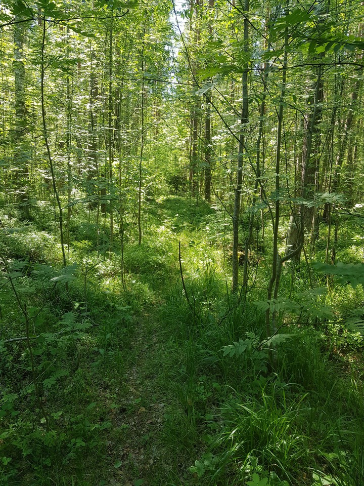 Emerald forest