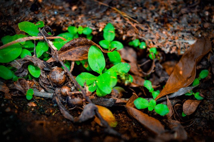 nature