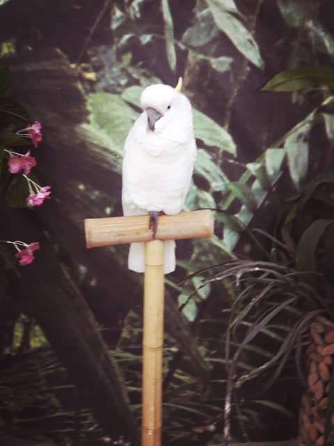 The white parrot
