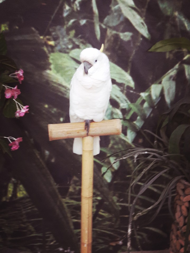 The white  parrot
