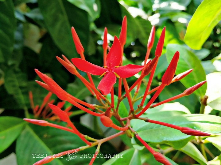 pitchi flower