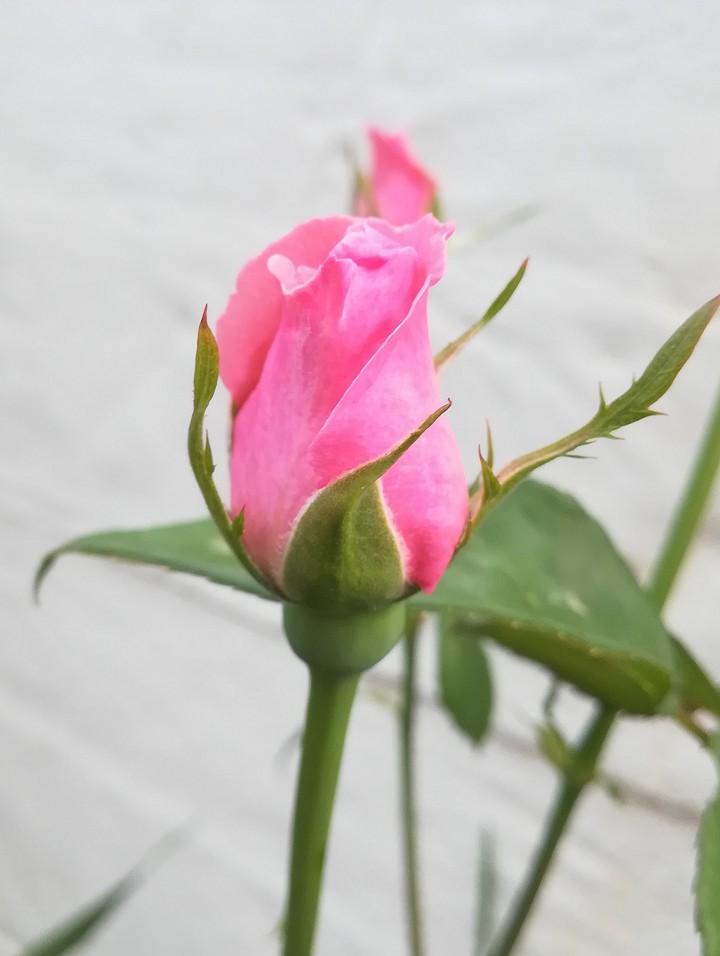 bud rose