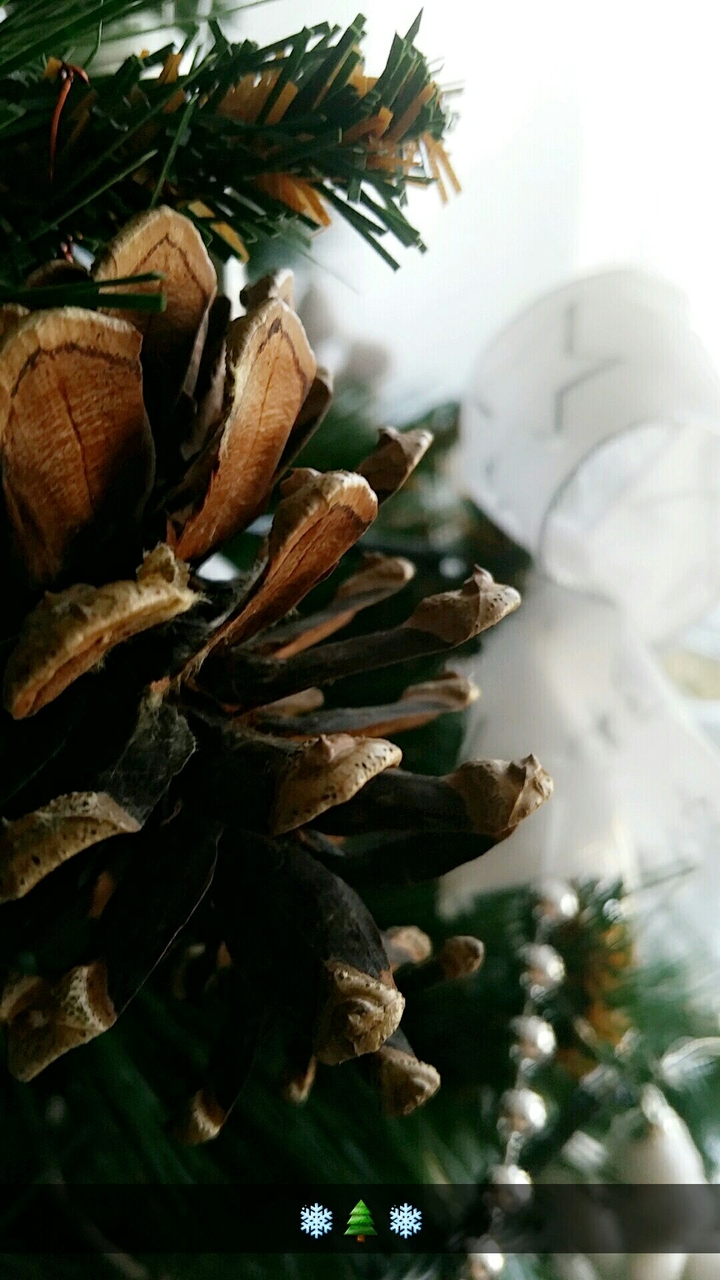 Christmas tree 