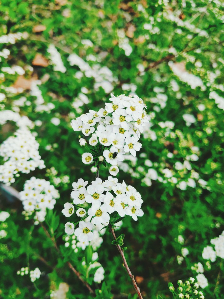 White flowers