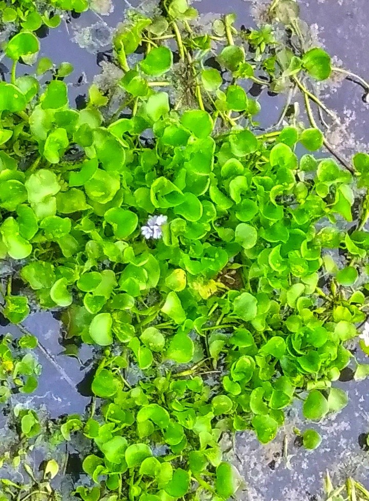 Green.
