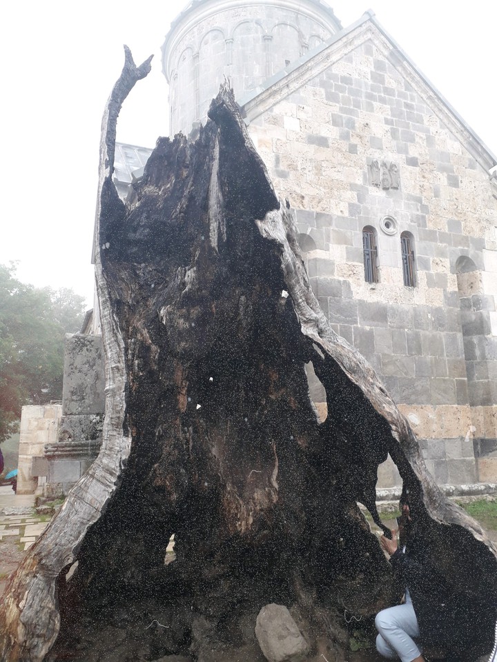 10 century tree