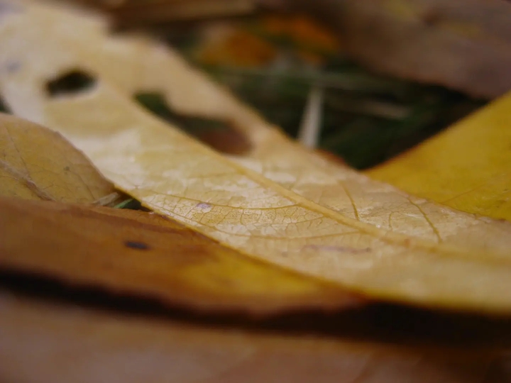 Autumn ..You are with us again