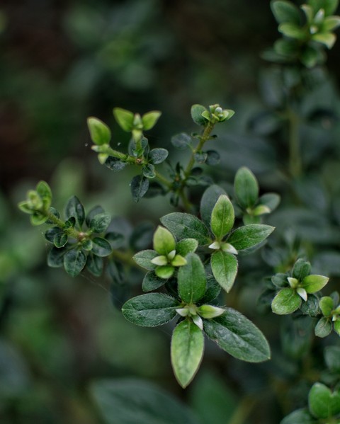leafy greens