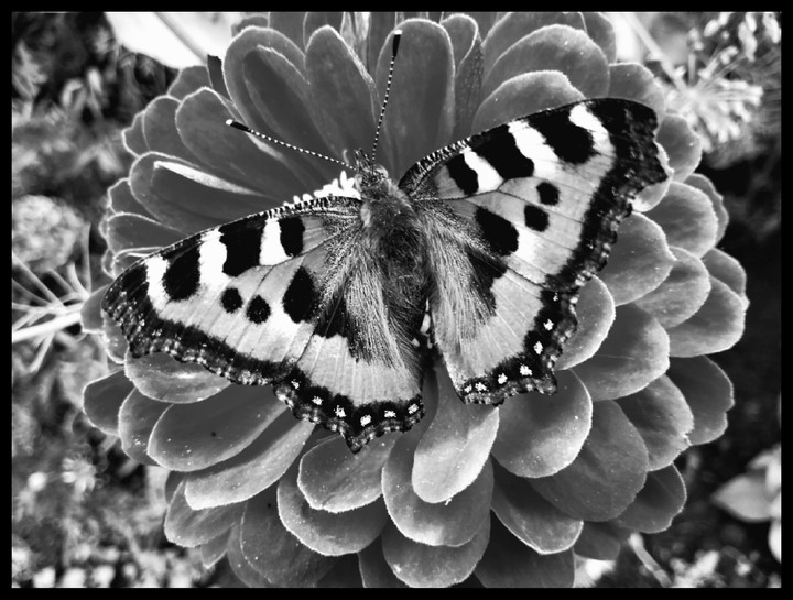 butterfly