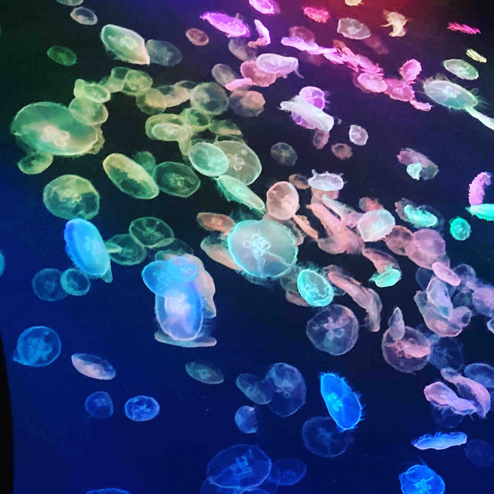 jellyfish