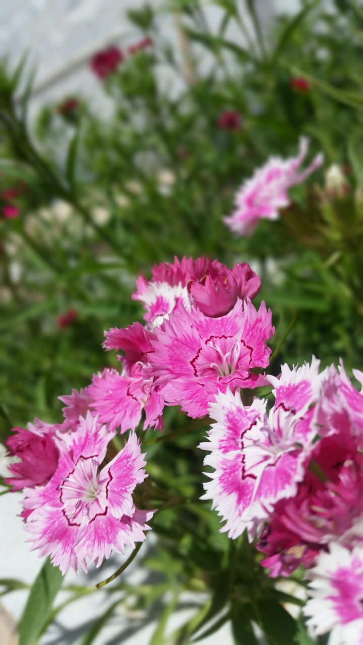 CARNATION