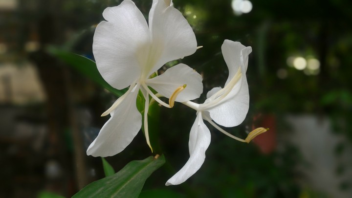Monsoon Blossoms
