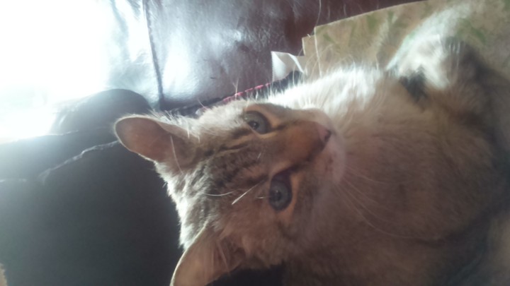mon roi 