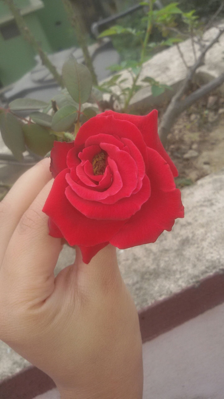 Red rose