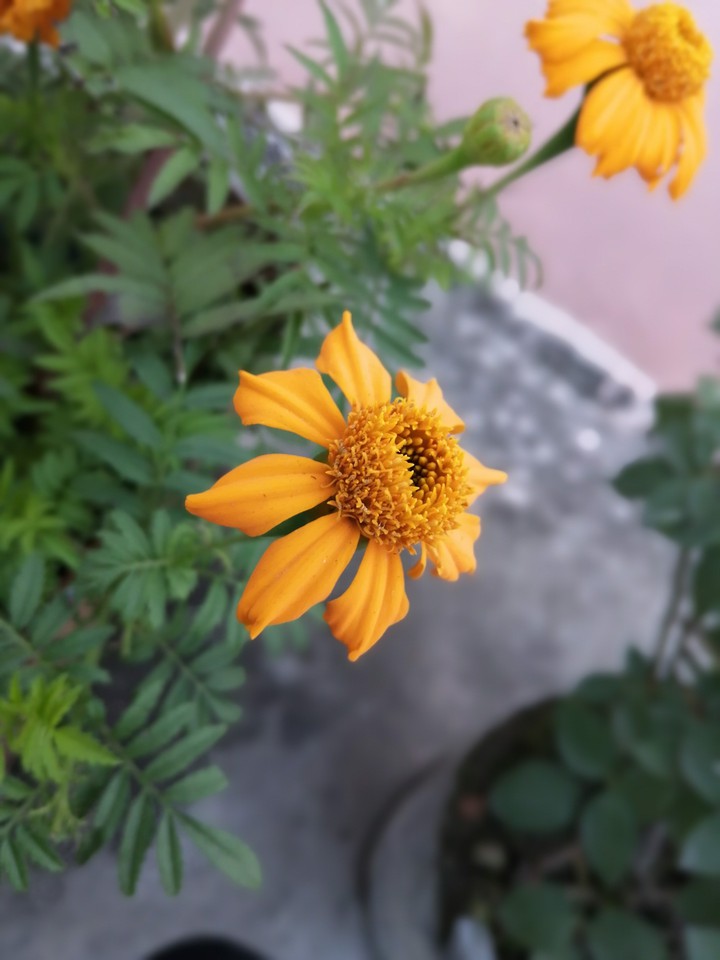flower