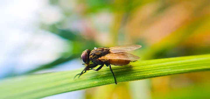 fly