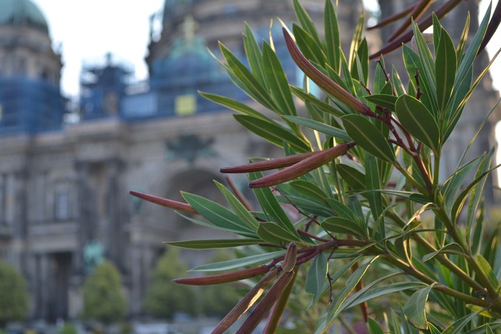 Berlin cathedral