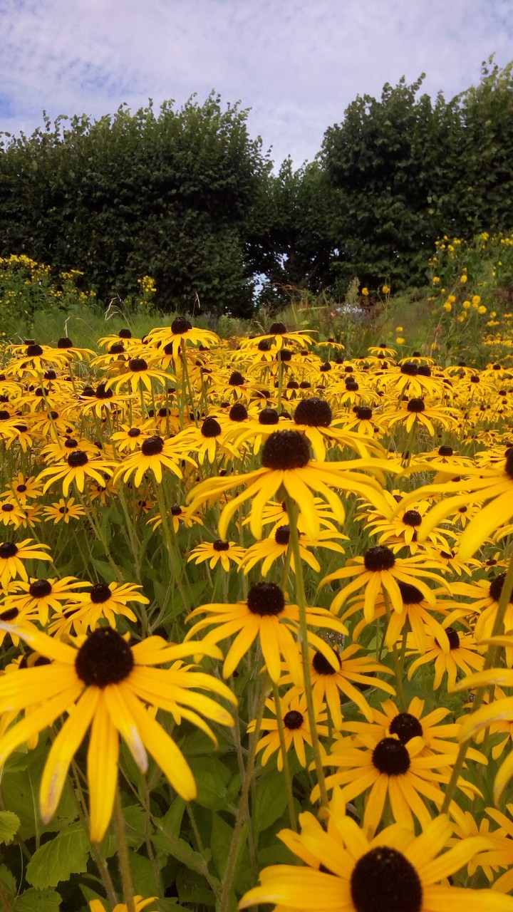 beauty of nature