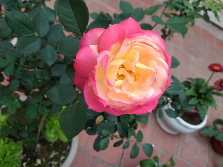 flower ❤️❤️? ?