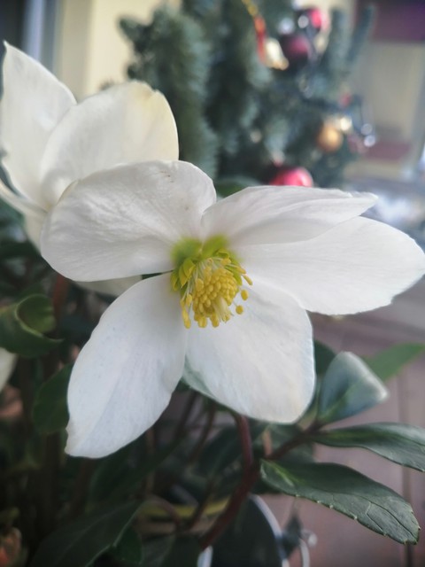 Rose de noel