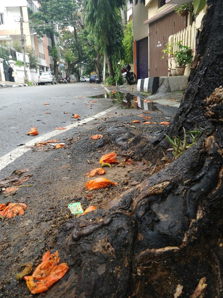 root with beside the fallen