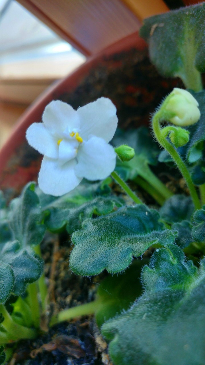 White Flower