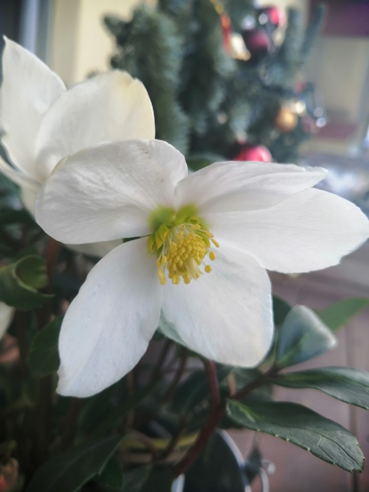 Rose de noel