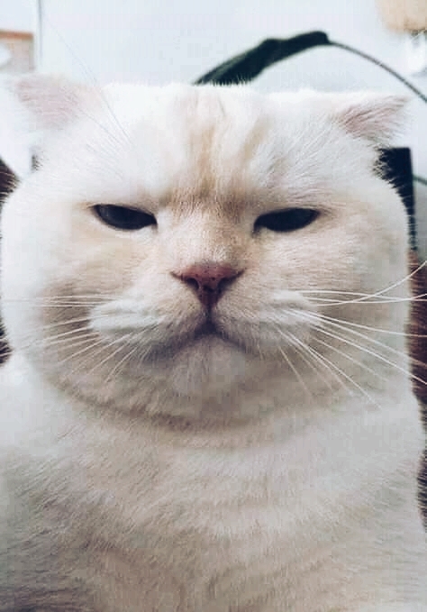 CAT_sama