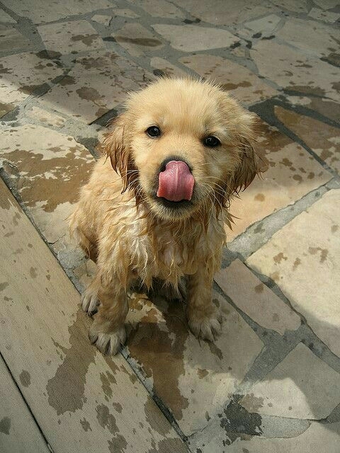 how cute wet puppy
