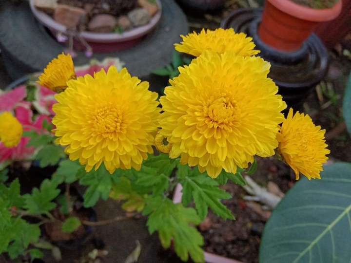yellow  beauty